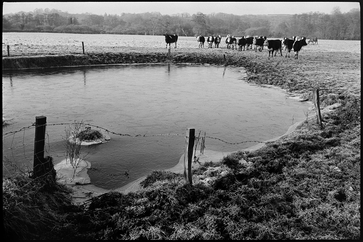 Bullocks, cows drinking from frozen pond by river, ice. 
[Bullocks in a frosty field by a frozen pond at Bridgetown, Iddesleigh. A barbed wire fence is around part of the pond.]