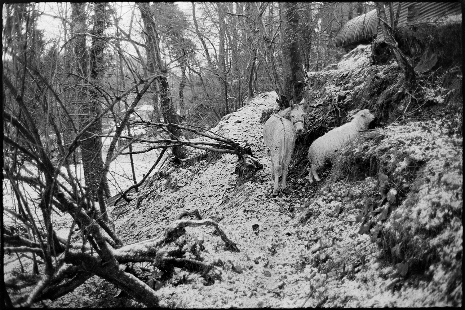 Snow, donkey and sheep scavenging in wood.
[A sheep and a donkey looking for food on a snow covered wooded hillside at Millhams, Dolton.]