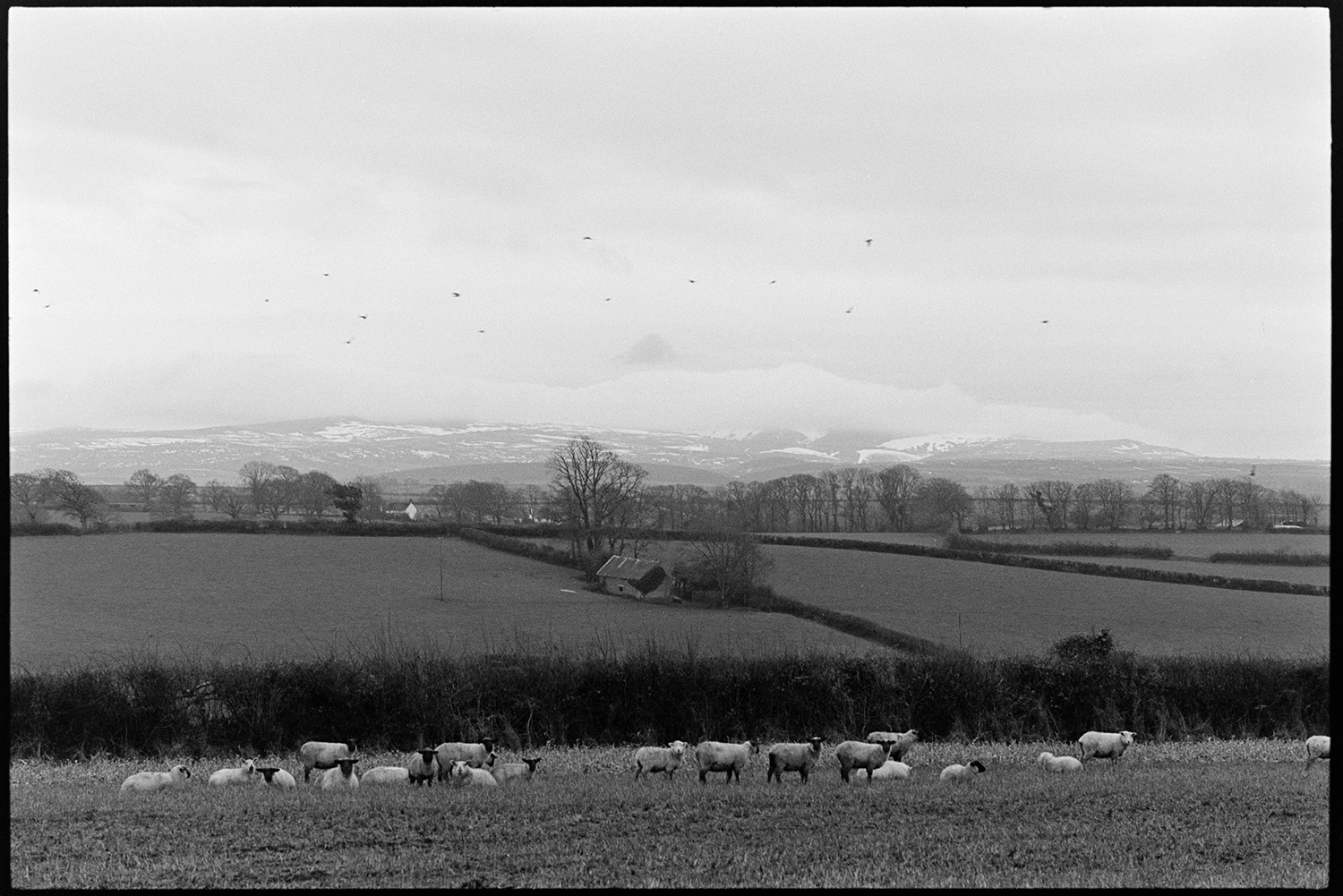 Farmer with flock of sheep, snowy moor in distance, muddy ground.
[Sheep standing in a field at Ingleigh Green with fields, trees, a barn and snow covered hills visible in the distance.]