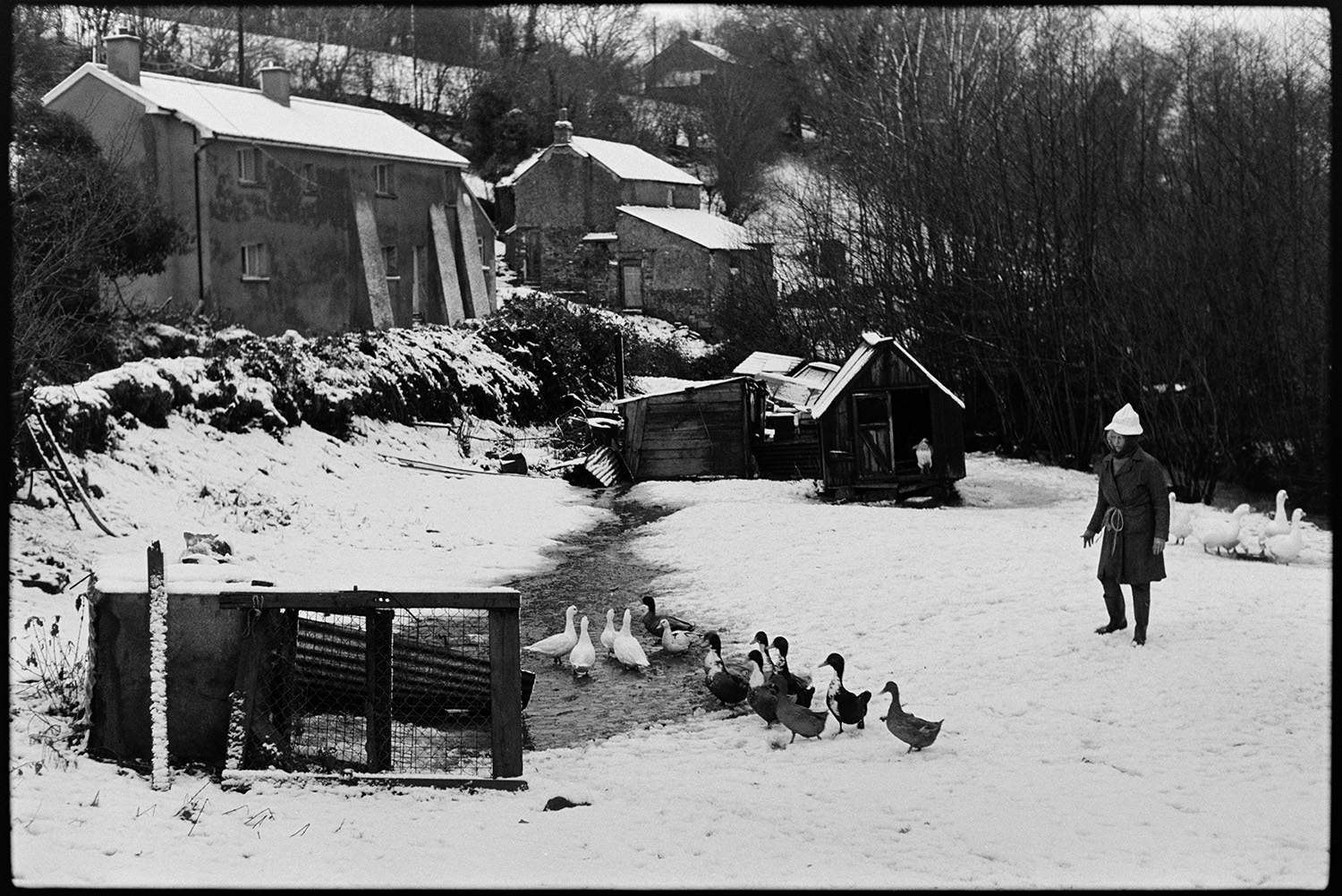Snow. Woman farmer with ducks and chickens.
[Jo Curzon rounding up poultry in a snow covered field behind the cottages at Millhams, Dolton. Various wooden sheds can also be seen in the field.]