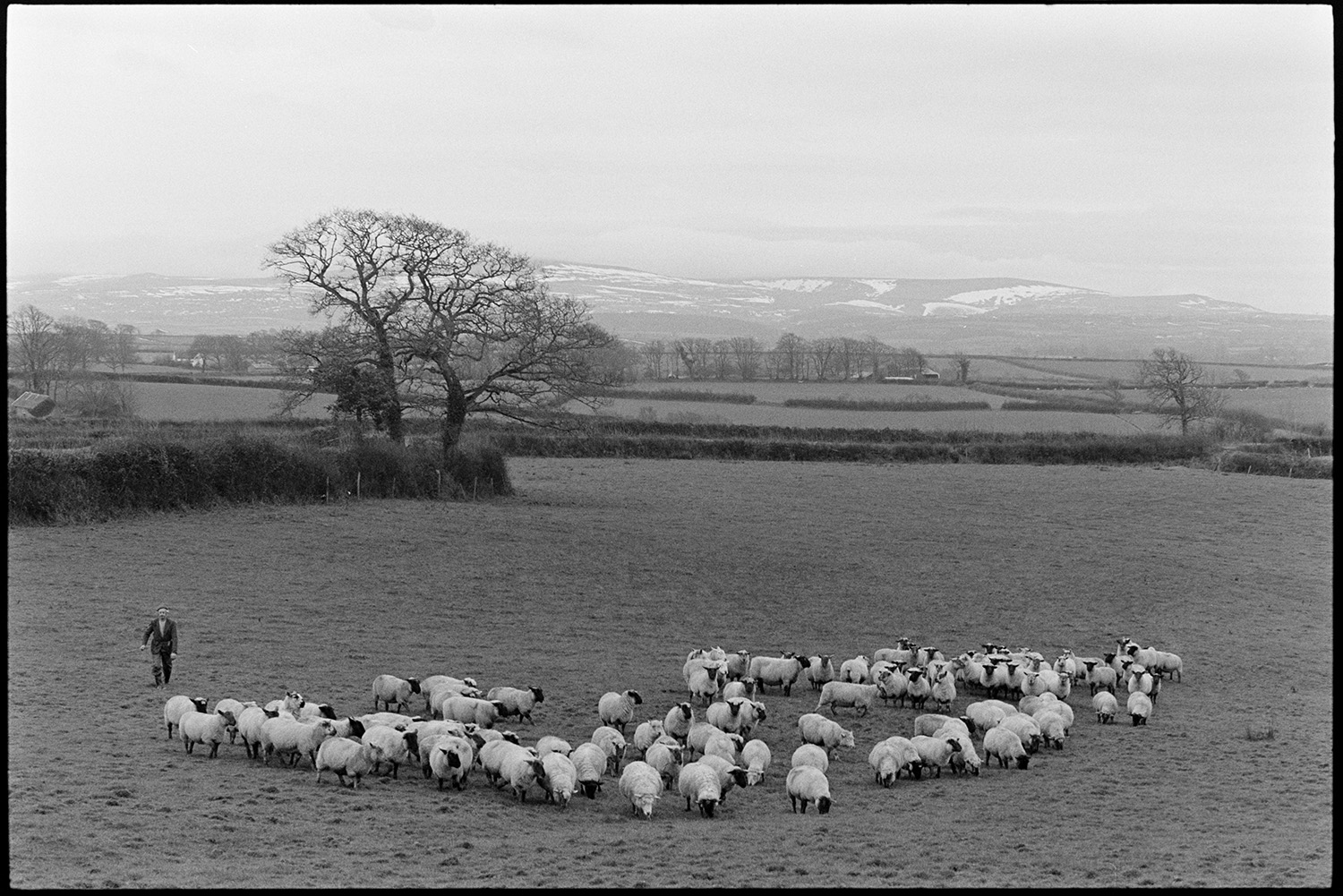 Farmer with flock of sheep, snowy moor in distance, muddy ground.
[A man walking in a field with a flock of sheep at Ingleigh Green.  Fields, trees and snow covered hills are visible in the distance.]