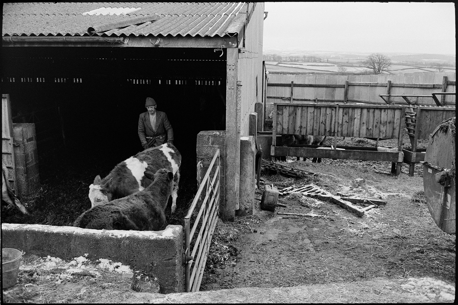 Farmer filling muck spreader with wheelbarrow in farmyard.
[A farmer with two cattle in a barn in a farmyard at Ingleigh Green. Fields, trees and snowy hills are visible in the distance.]