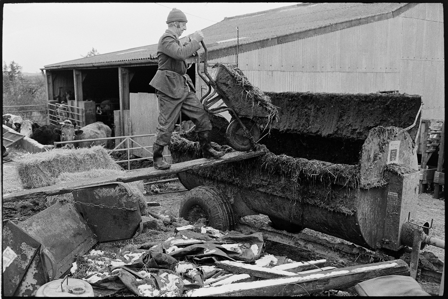 Farmer filling muck spreader with wheelbarrow in farmyard.
[A farmer wheeling a wheelbarrow of dung up a plank to load into a muck spreader in a farmyard at Ingleigh Green. Cattle can be seen by barns in the background.]