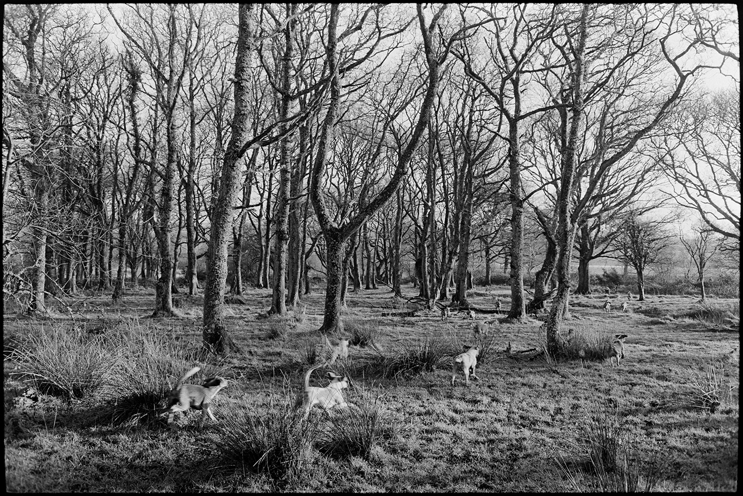 Hunt followers watching hounds in wood.
[Hounds from a hunt running through woodland near Riddlecombe.]