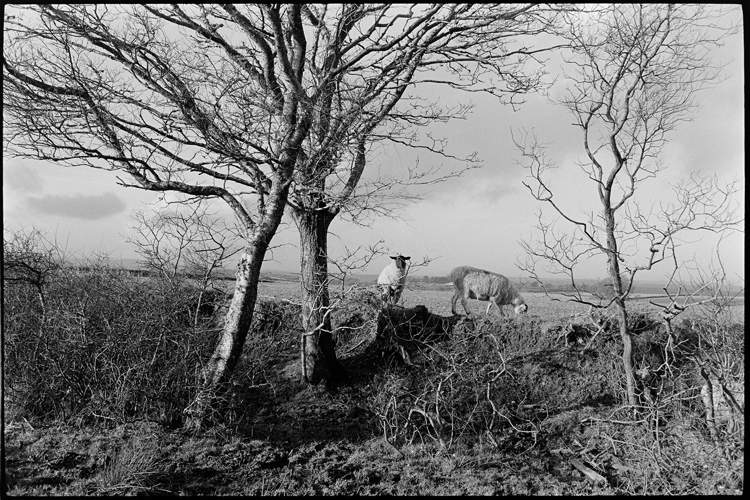 Sheep and cattle on moor, clouds.
[Two sheep standing on a broken down hedgerow with trees in a field at Cuppers Piece, Beaford Moor.]