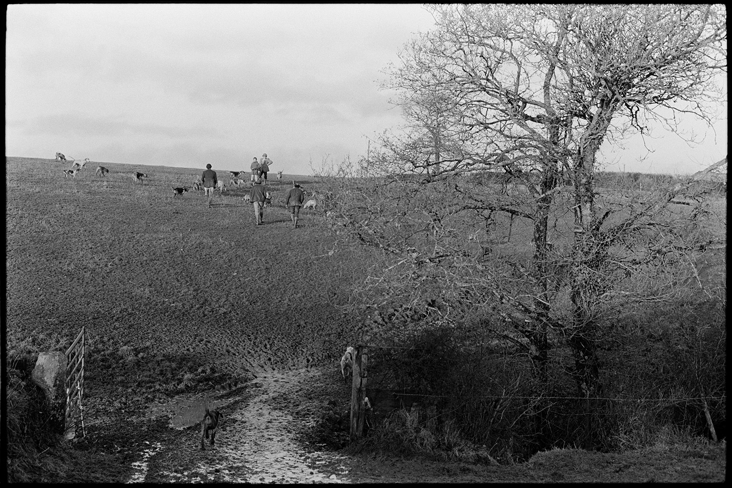 Men following hounds on a hunt across a field near Riddlecombe. A hound is walking through the muddy entrance to a field in the foreground.