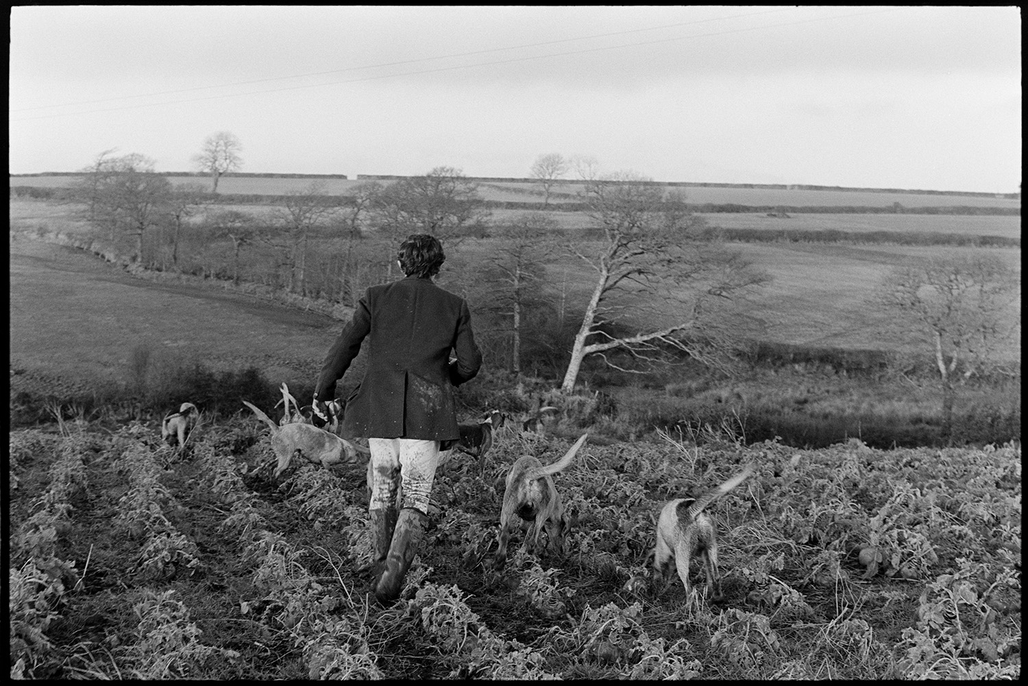 A man following hounds on  hunt across and field with the remains of a crop near Riddlecombe. A landscape of trees and fields can be seen in the background.