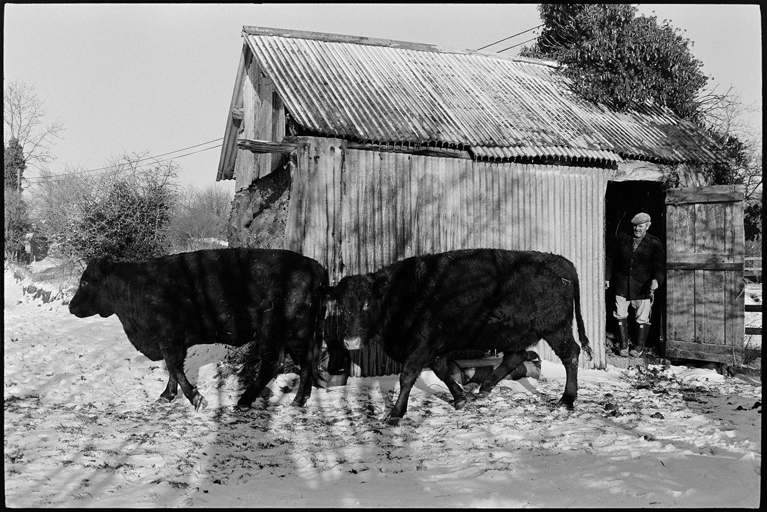 Snow, farmer with cows, mucking out small barn under snow with ivy. 
[Alf Pugsley herding two cows out from a corrugated iron shed onto a snow covered pathway, at Lower Langham, Dolton.]