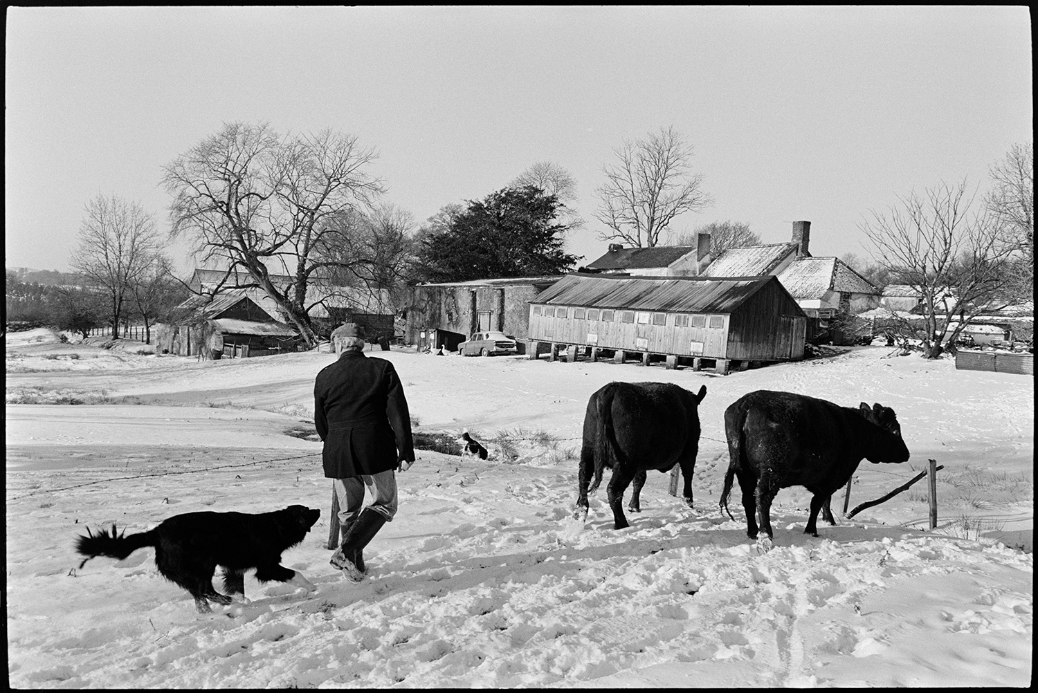 Snow, farmer with cows, mucking out small barn under snow with ivy. 
[Alf Pugsley and a dog herding two cows across a snow covered field towards farm buildings at Lower Langham, Dolton.]
