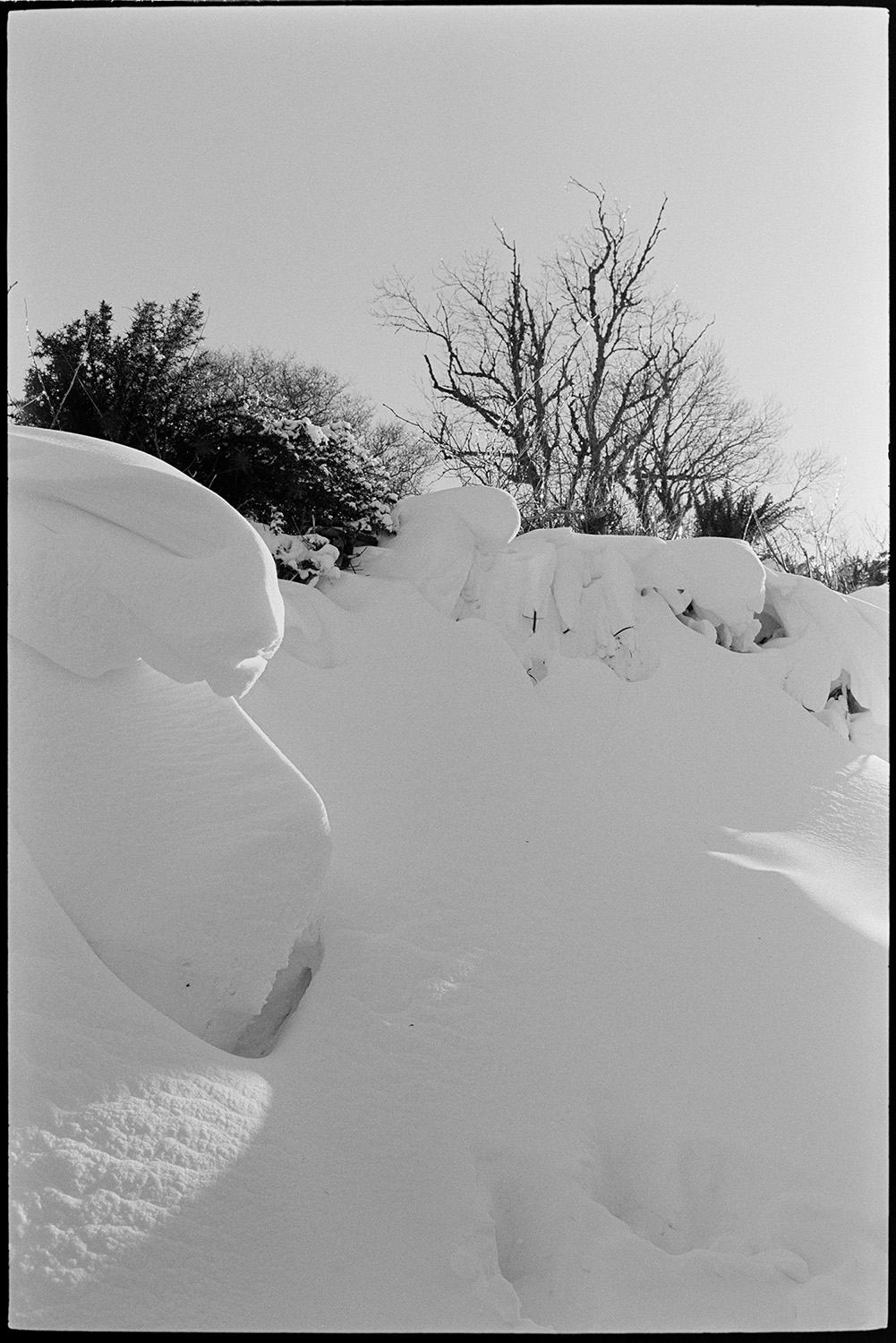 Snow, farmer feeding sheep with tractor and link box, carrying hay in wood, bright sun, snowdrift. 
[A snowdrift against a hedge in a field at Lower Langham, Dolton.]