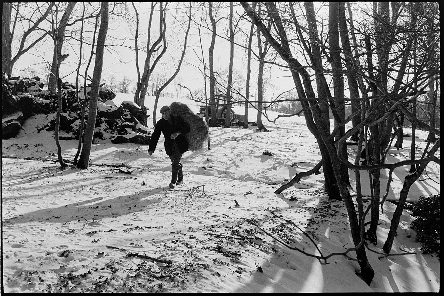 Snow, farmer feeding sheep with tractor and link box, carrying hay in wood, bright sun, snowdrift. 
[Alf Pugsley carrying a hay bale on his shoulders through a snow covered wooded area at Lower Langham, Dolton. He is taking it to feed sheep. His tractor and link box is parked in the background.]