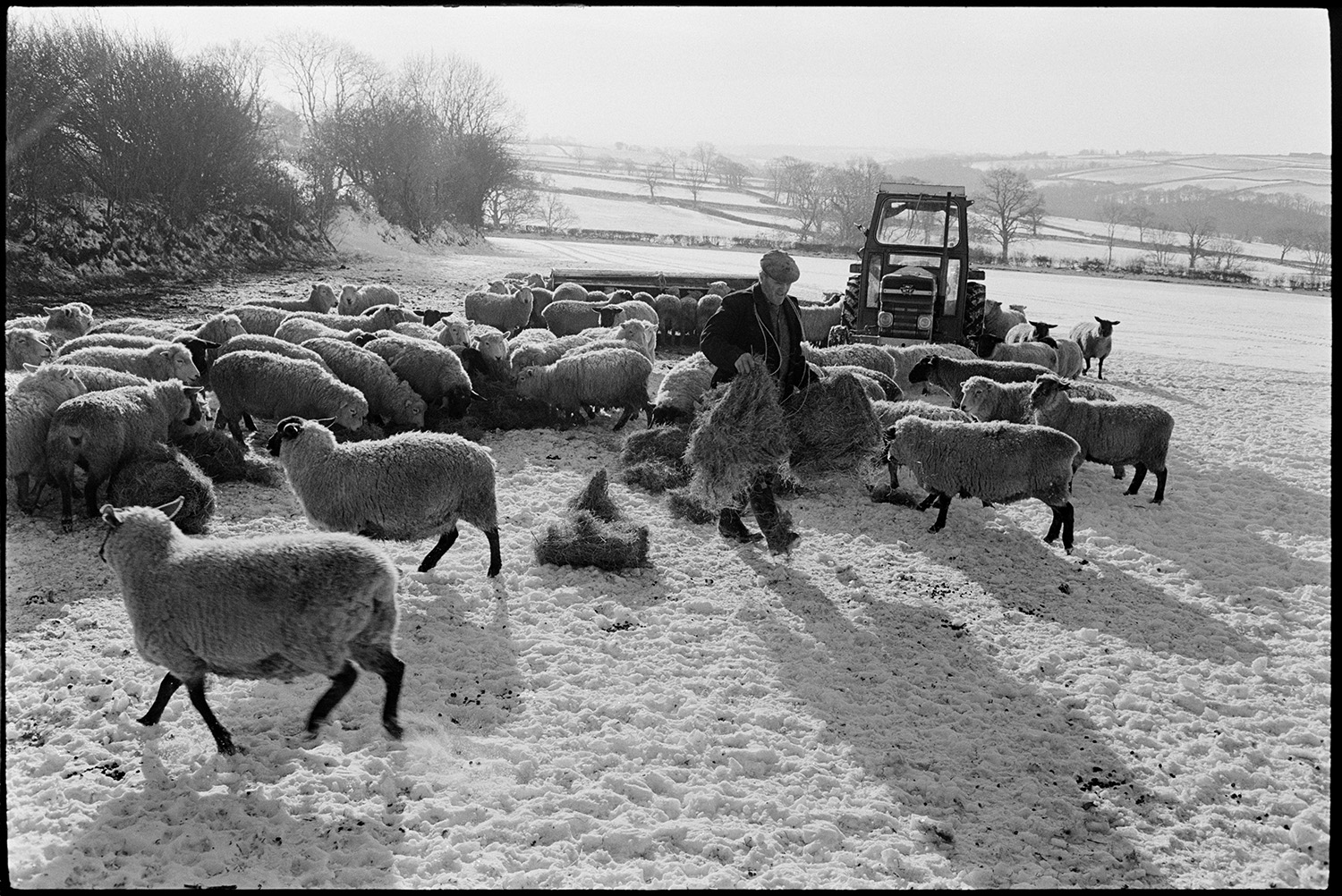 Snow, farmer feeding sheep with tractor and link box, carrying hay in wood, bright sun, snowdrift. 
[Alf Pugsley feeding hay to sheep in a snow covered field at Lower Langham, Dolton. His tractor is parked next to a feeder in the field.]
