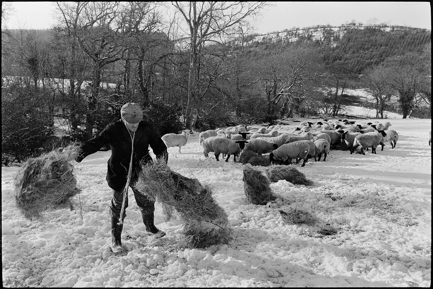 Snow, farmer feeding sheep with tractor and link box, carrying hay in wood, bright sun, snowdrift. 
[Alf Pugsley scattering hay for sheep in a snow covered field at Lower Lanham, Dolton. Woodland can be seen in the background.]