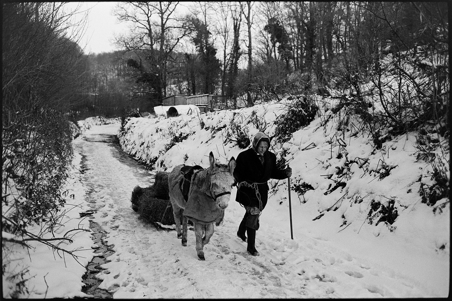 Snow, woman with donkey pulling hay on sledge down snowy lane. 
[Jo Curzon leading a donkey along a snow covered lane at Millhams, Dolton. The donkey is pulling a sledge with hay which they are taking to feed livestock.]