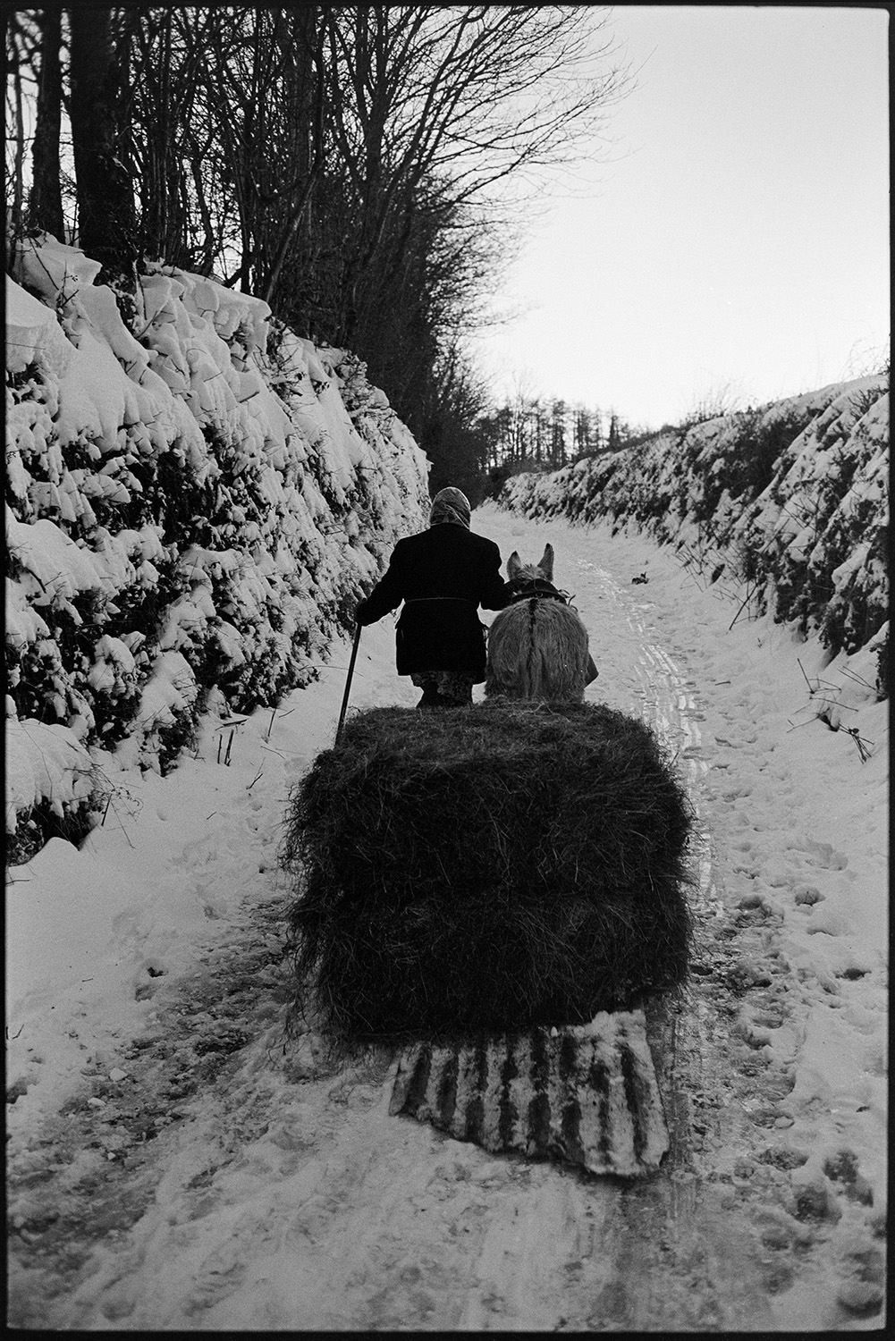 Snow, woman with donkey pulling hay on sledge and feeding sheep in field. 
[Jo Curzon leading a donkey pulling a sledge made from a sheet of corrugated iron with bales of hay, along a snow covered lane at Millhams, Dolton. They are taking the hay to feed sheep.]