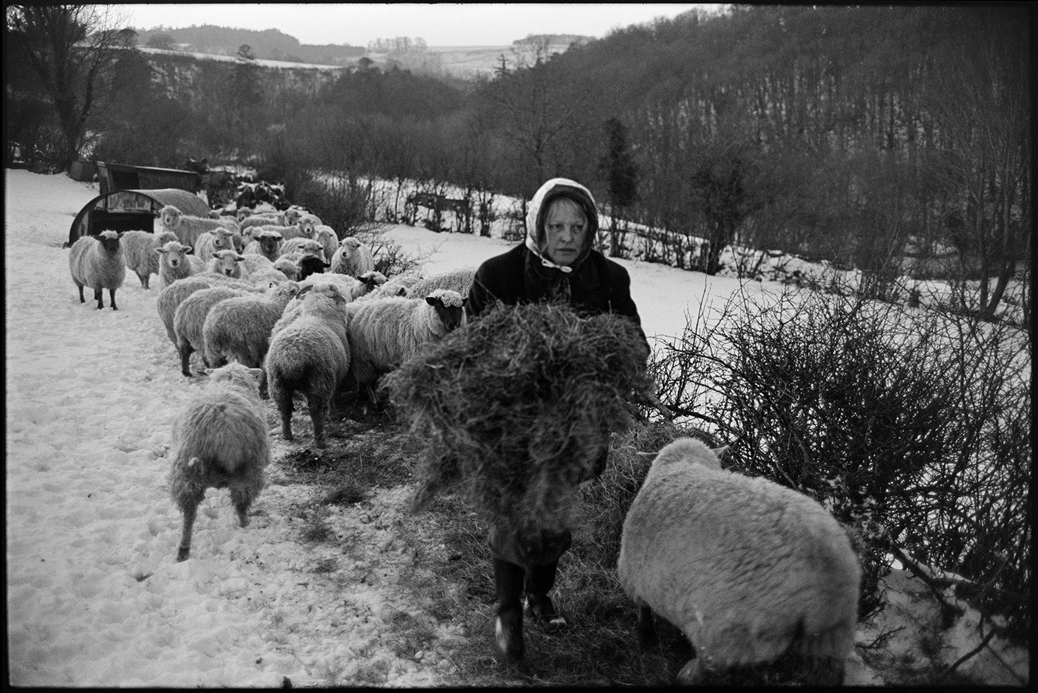 Snow, woman with donkey pulling hay on sledge and feeding sheep in field. 
[Jo Curzon feeding hay to sheep in a snow covered field at Millhams, Dolton. Woodland can be seen in the background.]