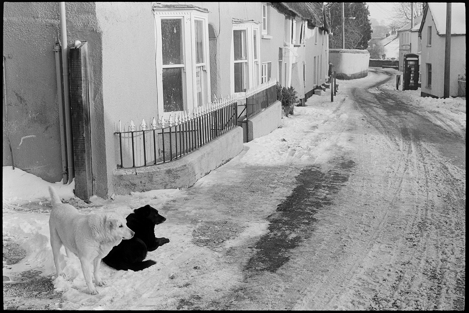Snow, two dogs village street. 
[Two dogs outside a row of houses in the snow, in Fore Street, Dolton. A telephone box can be seen further down the street.]