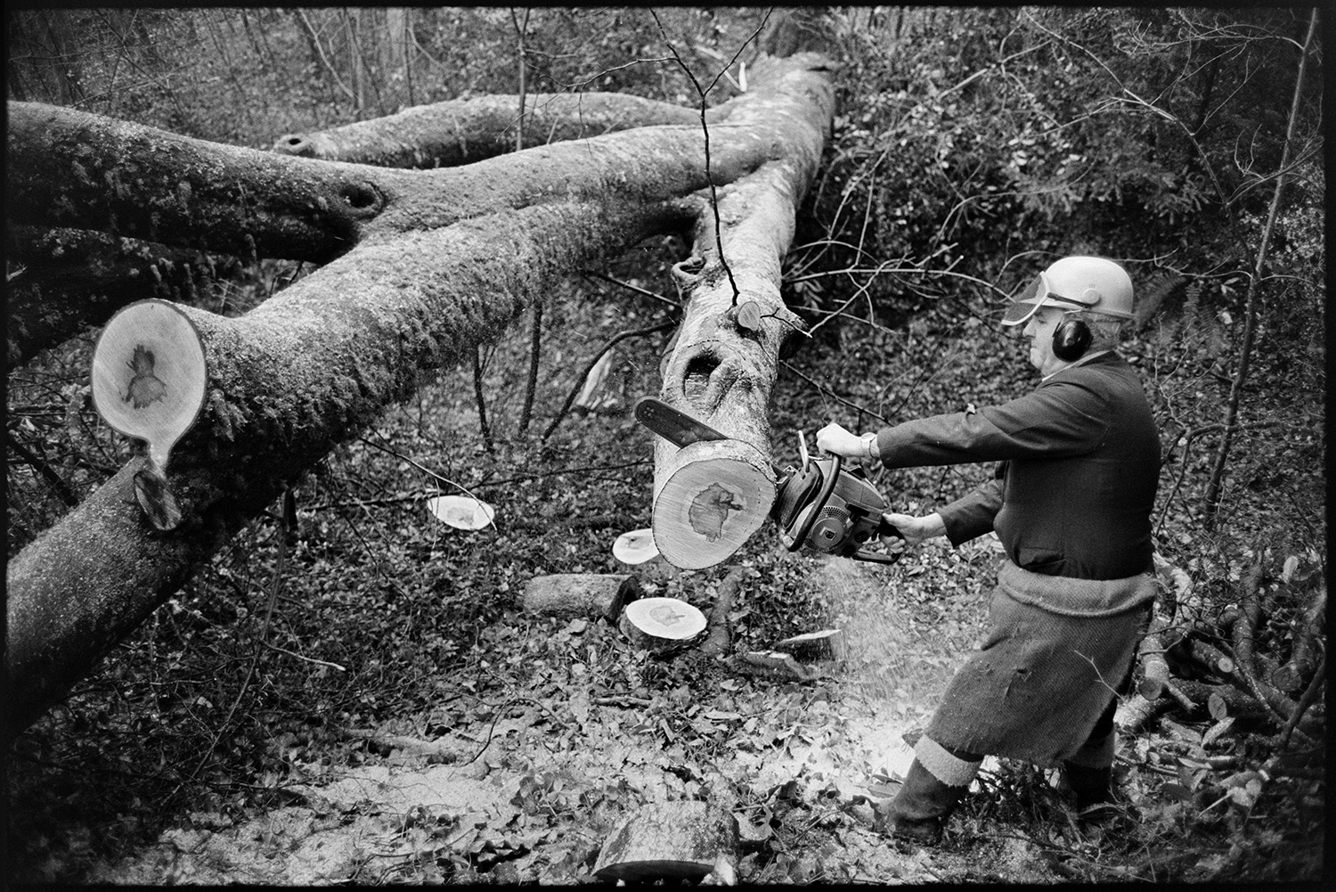 Man sawing up tree with chainsaw.
[Horace Baker cutting up a tree trunk with a chainsaw at Halsdon, Dolton. He is wearing a sack around his waist and a protective helmet. Sawdust can be seen falling from the chainsaw.]