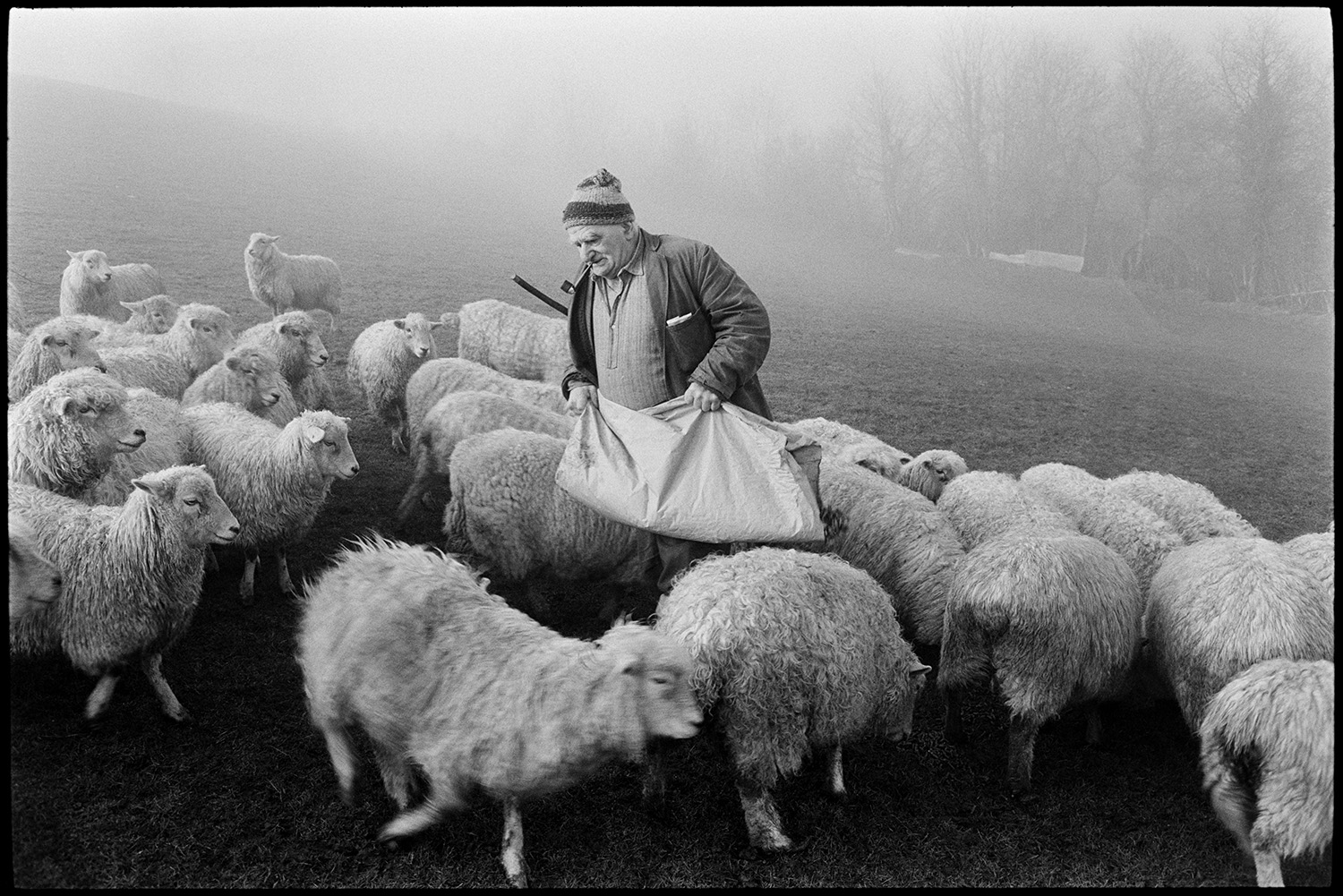 Farmer feeding sheep, misty morning.
[Archie Parkhouse feeding his sheep in a field on a misty morning at Millhams, Dolton. He is smoking a pipe]