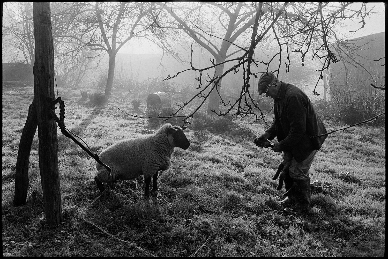 Farmer with ewe and lamb, orchard, early morning sun.
[Alf Pugsley feeding a lamb from a bottle, with it's mother watching, in an orchard at Lower Langham, Dolton. Early morning sun is coming through the apple trees with farm buildings in the background.]
