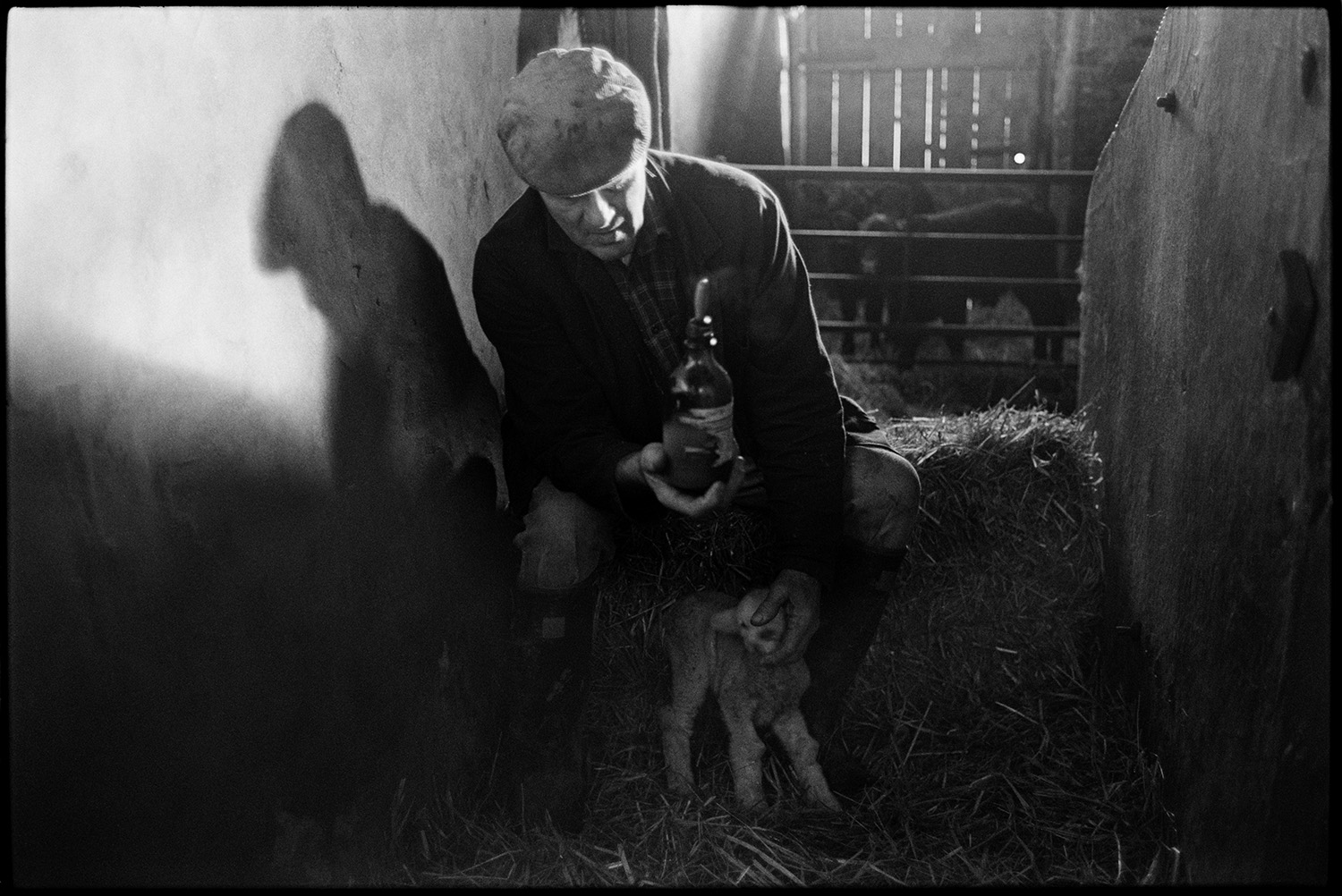 Sheep in orchard, farmyard and bottle feeding lamb in barn.
[Alf Pugsley, sitting on straw bales, bottle feeding a lamb in a barn at Lower Langham, Dolton. Two calves can be seen behind a metal gate in the background.]