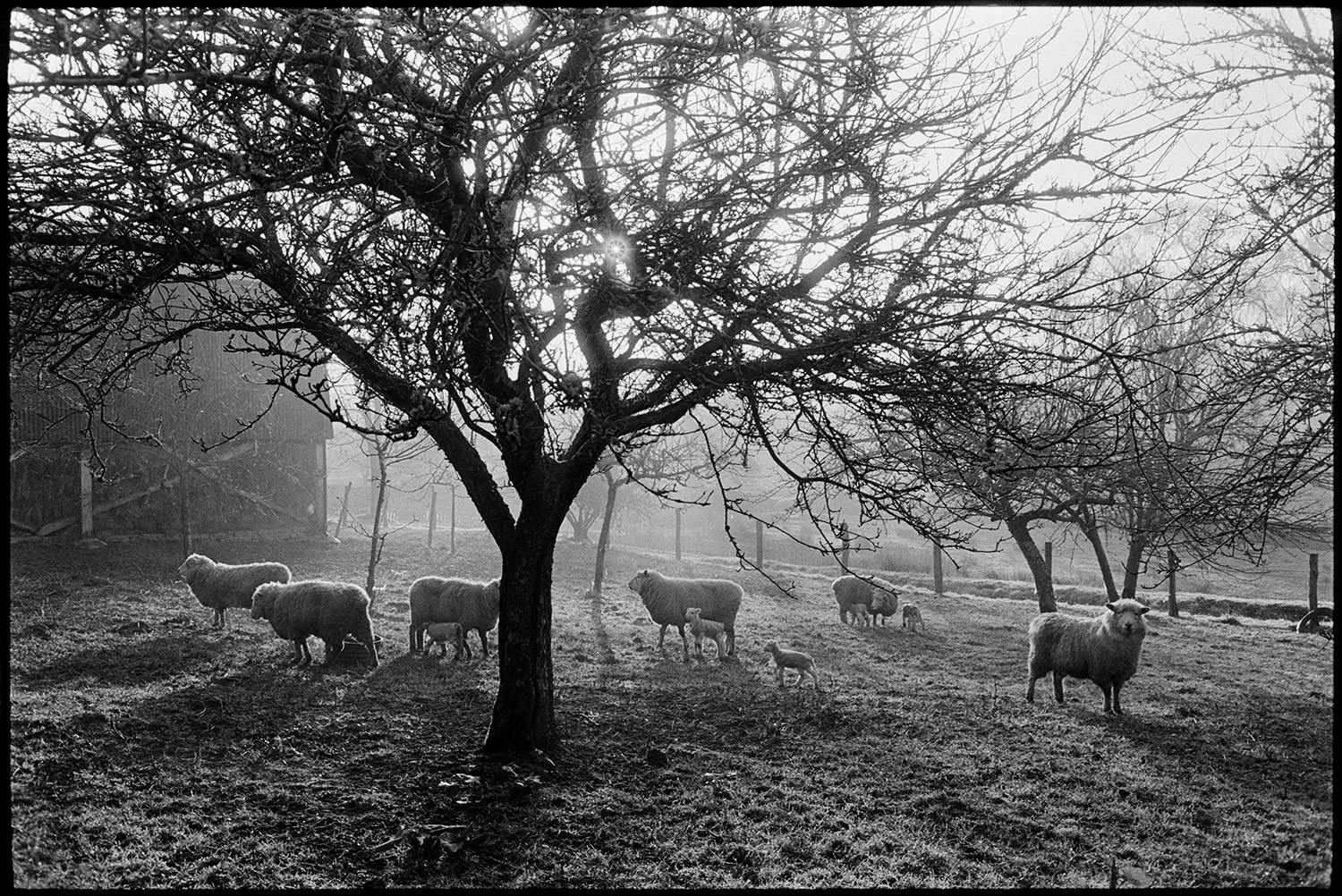 Sheep in orchard, farmyard and bottle feeding lamb in barn.
[Ewes and lambs in an orchard at Lower Langham, Dolton. Sun is shining through the apple trees, one of which is silhouetted in the foreground.]