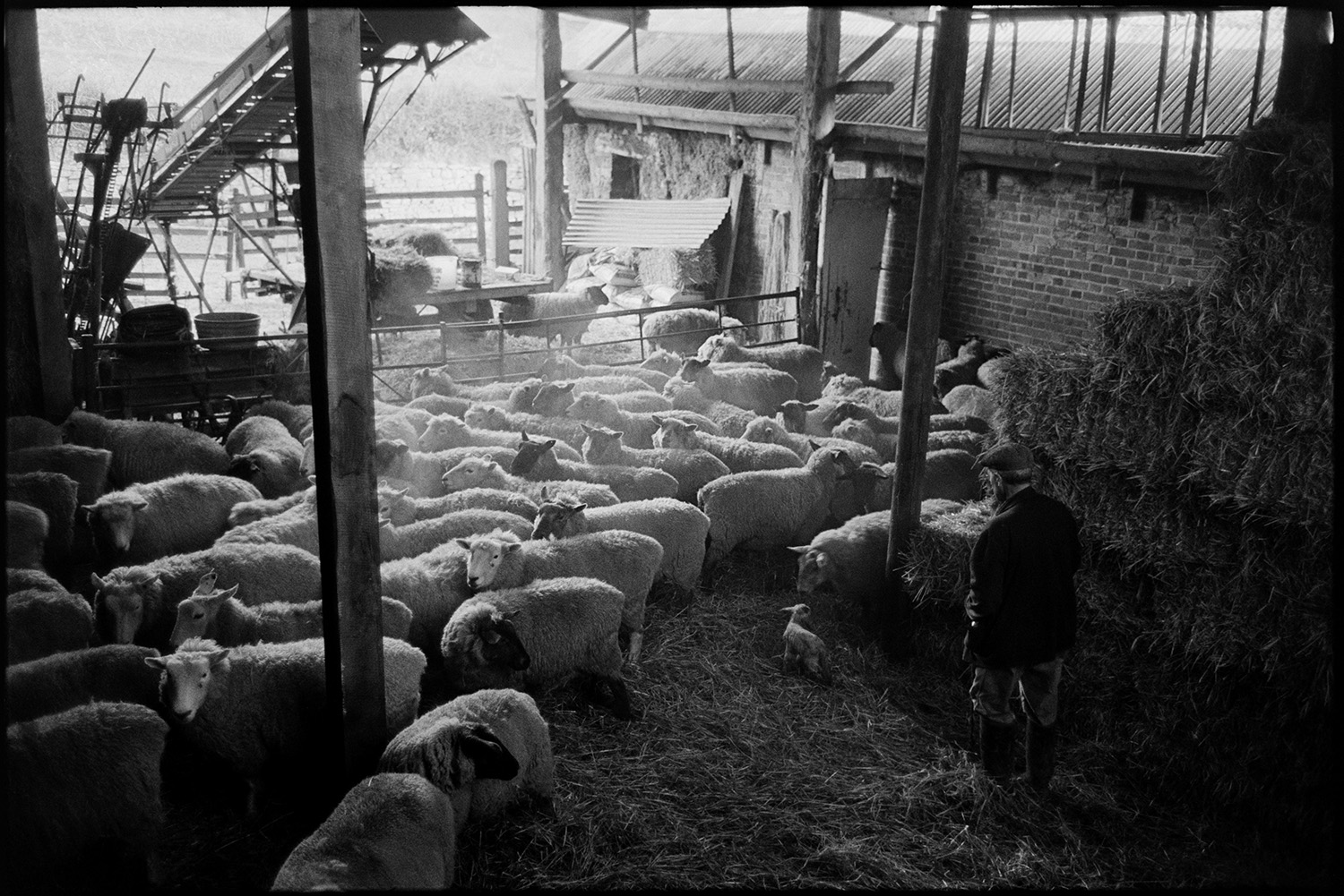 Sheep in orchard, farmyard and bottle feeding lamb in barn. 
[Alf Pugsley looking at sheep in a barn at Lower Langham, Dolton. A lamb is in the foreground by hay bales. An elevator can be seen at the far end of the barn.]