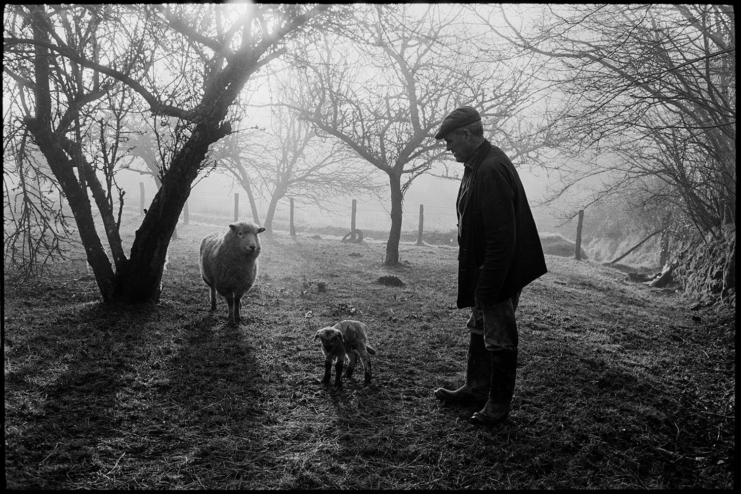 Sheep in orchard, farmyard and bottle feeding lamb in barn.
[Alf Pugsley in an orchard with a ewe and a lamb at Lower Langham, Dolton. Apple trees shrouded in mist are visible in the background.]