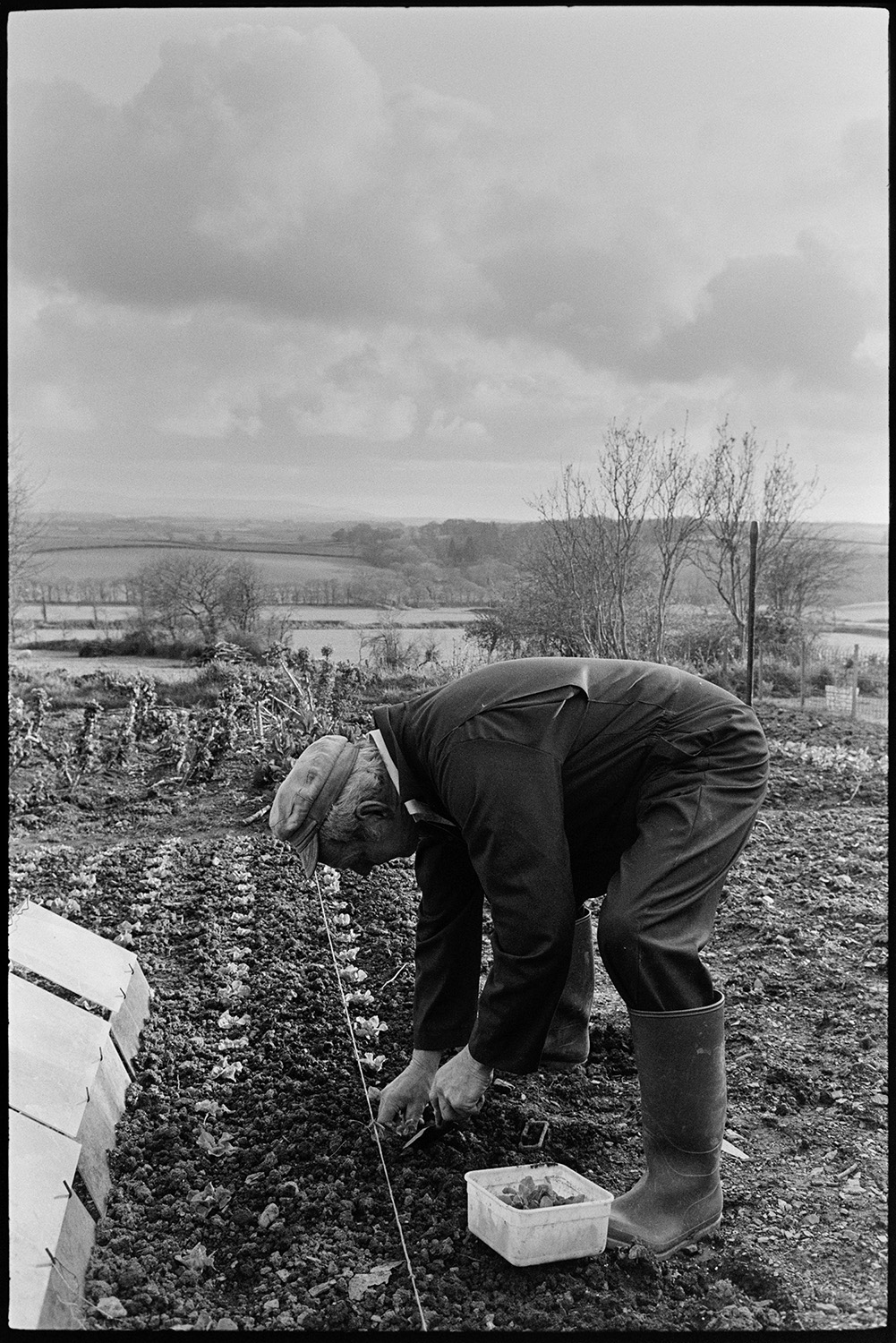 Man planting out vegetable garden. 
[A man planting seedlings in his vegetable garden at Iddesleigh. Cloches have been placed over some of the young plants.]