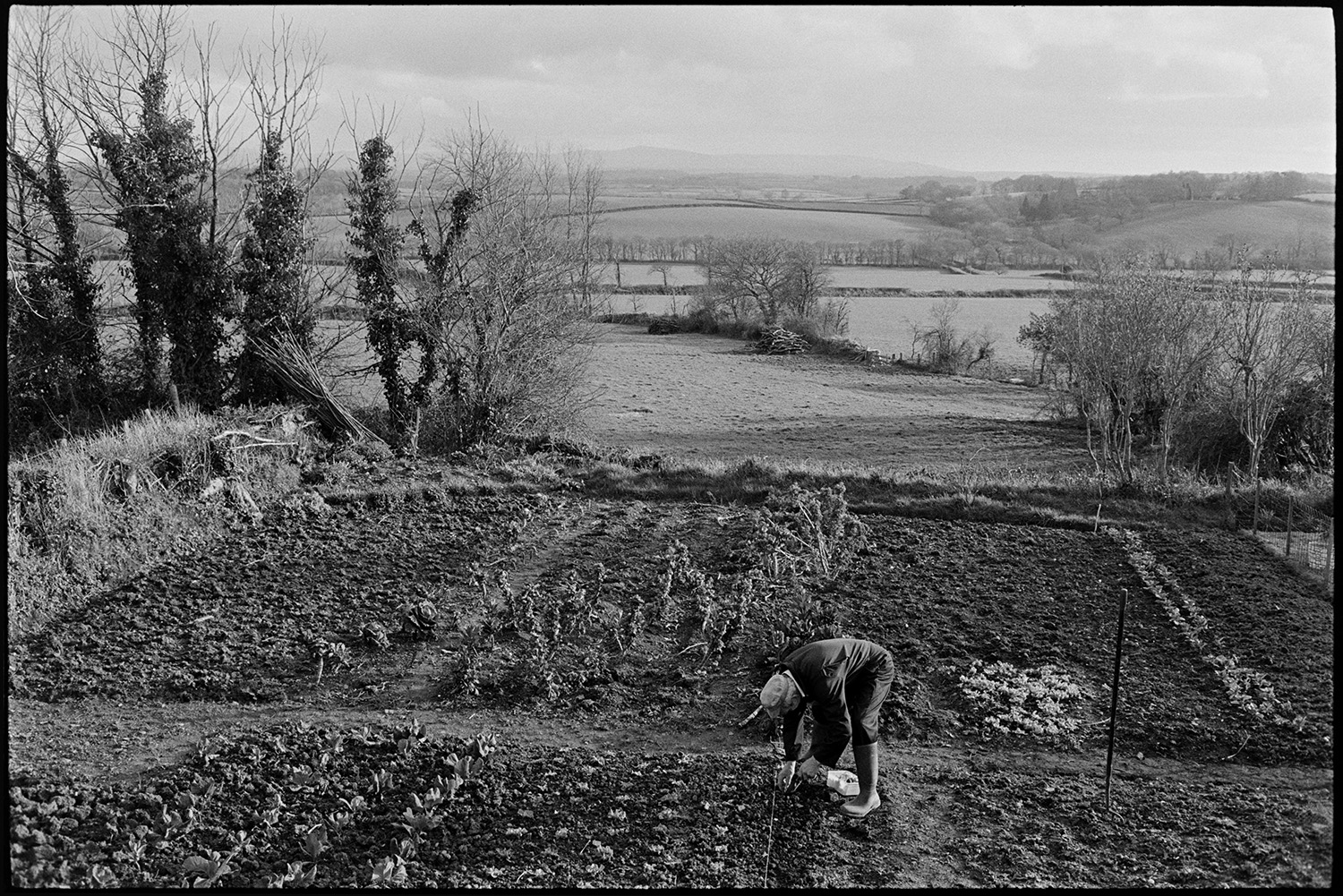 Man planting out vegetable garden. 
[A man planting out a row of seedlings in his vegetable garden at Iddesleigh. Other rows of vegetables can be seen and a landscape of trees and fields is visible in the background.]