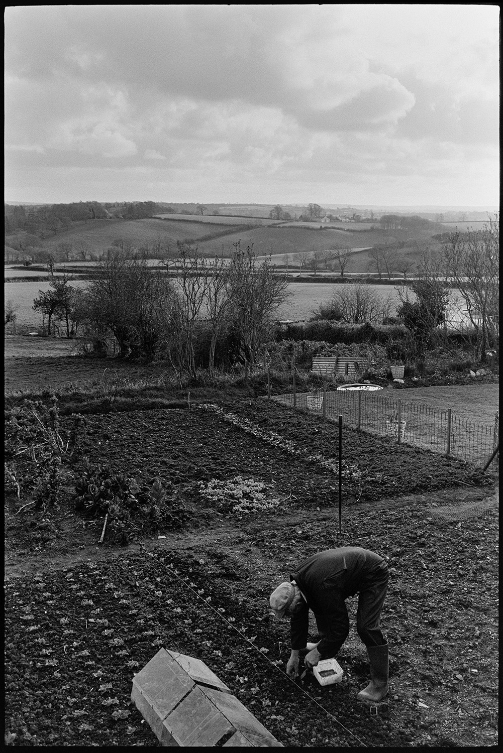 Man planting out vegetable garden. 
[A man planting seedlings in his vegetable garden at Iddesleigh. Cloches have been placed over some of the young plants. A landscape of trees and fields can be seen in the background.]