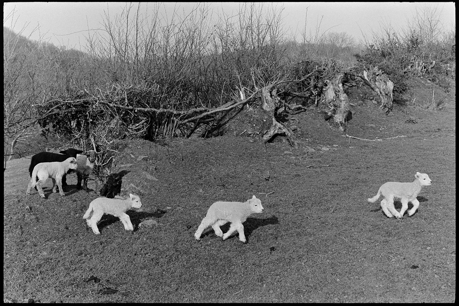 Ewes and lambs in field and hedge. 
[Six lambs running and playing by a hedge in a field at Millhams, Dolton.]