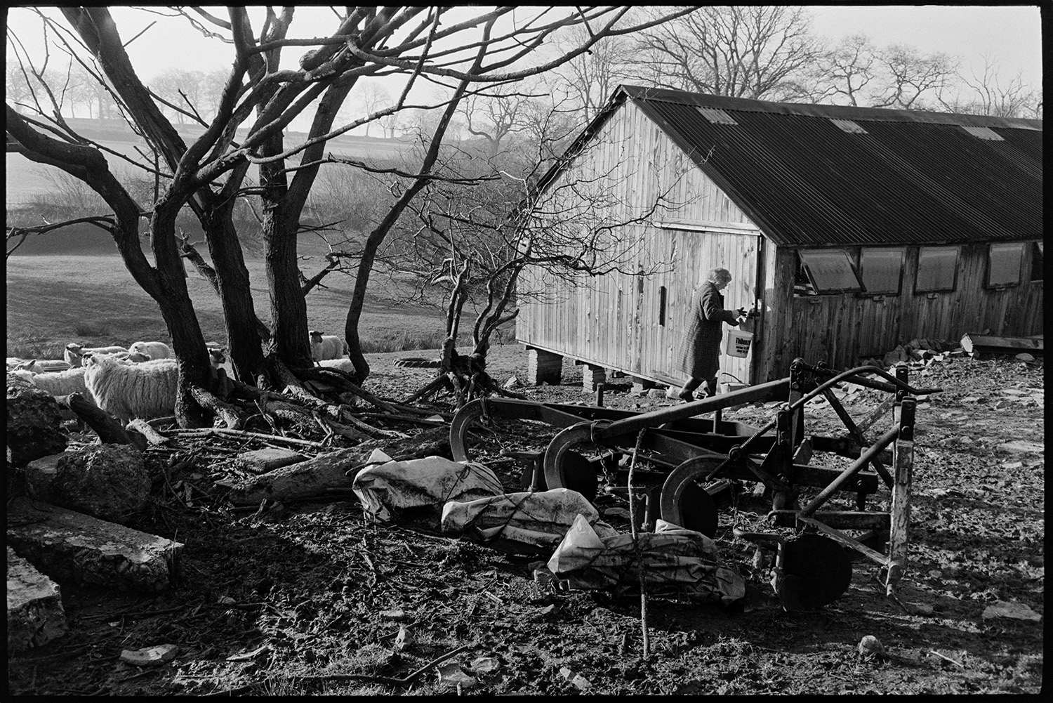 Farmyard, woman letting out poultry from houses, farm implements, morning light. 
[A woman opening up a large wooden poultry shed in a field at Lower Langham, Dolton. The poultry shed has windows and a corrugated iron roof. Sheep, trees and old farm machinery, possibly a harrow, can be seen in the field.