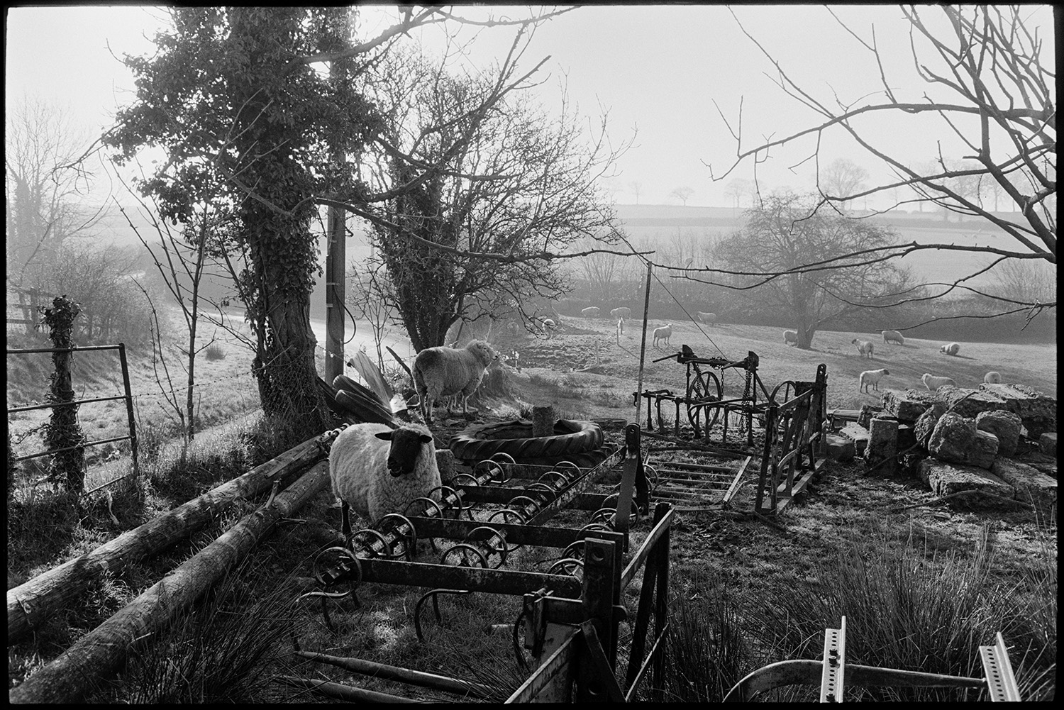 Farmyard, woman letting out poultry from houses, farm implements, morning light. 
[Sheep in a field with old farm machinery, including a harrow, an old tyre and a tree, at Lower Langham, Dolton.]