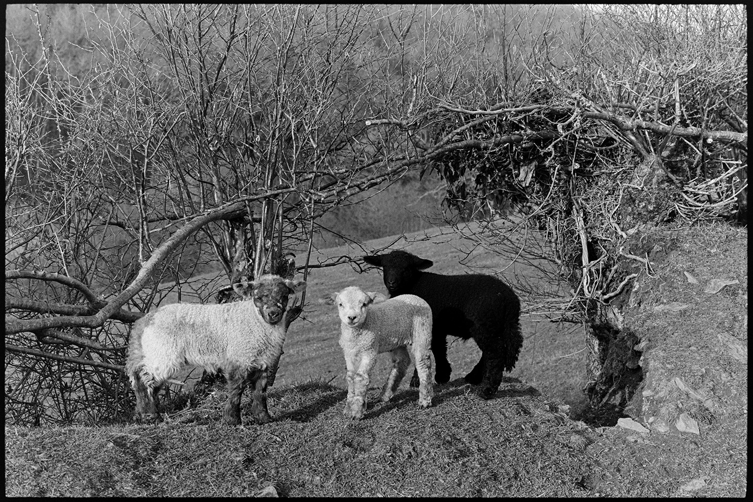 Ewes and lambs in field and hedge. 
[Three lambs stood by a gap in a hedge between two fields at Millhams, Dolton.]