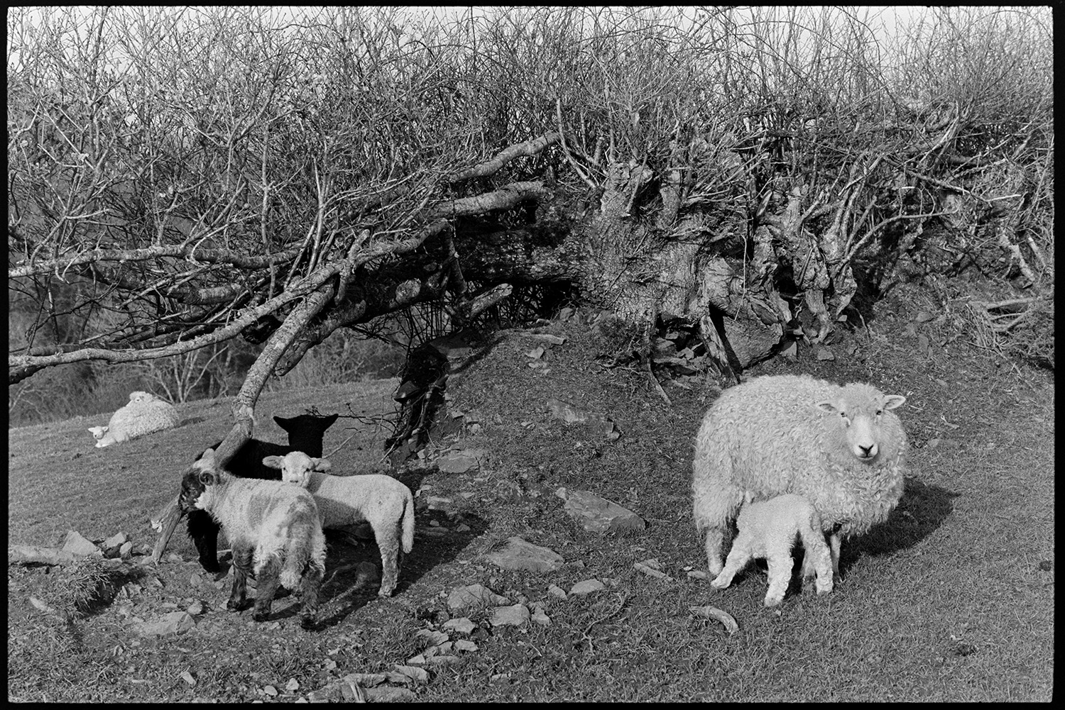 Ewes and lambs in field and hedge. 
[A ewe with a suckling lamb by a hedge in a field at Millhams, Dolton. Three other lambs are stood by a gap in the hedge and another ewe can be seen through the hedge in the field behind.]
