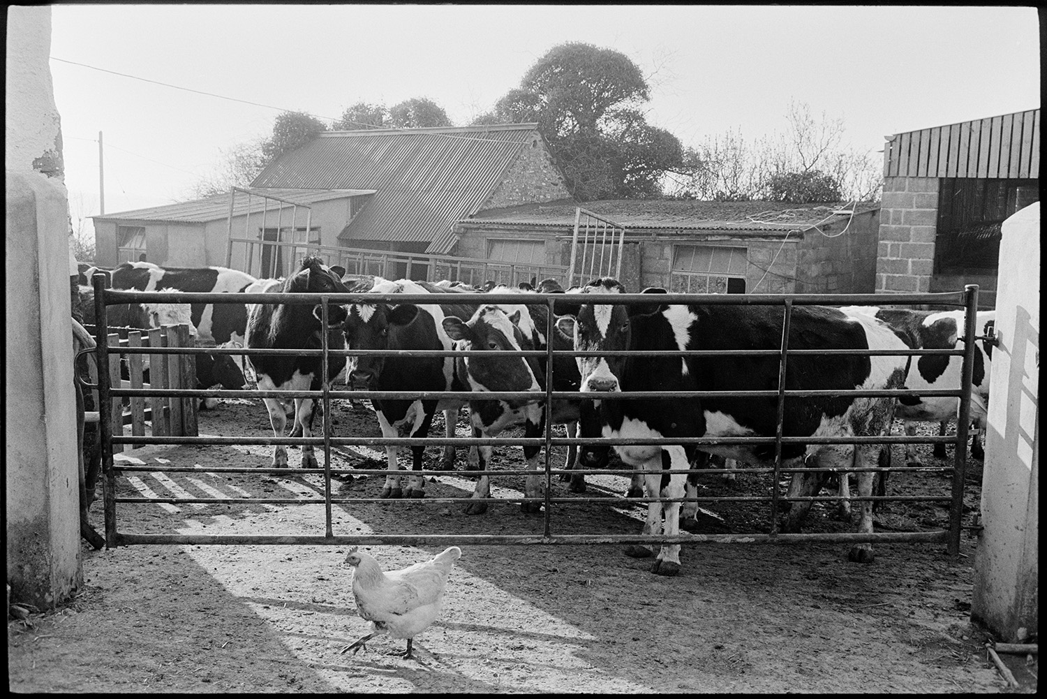 Milking herd of cows, farmyard chicken. 
[A chicken walking past a metal gate in the farmyard at Upcott, Dolton. A herd of dairy cows can be seen behind the gate and barns are visible in the background.]