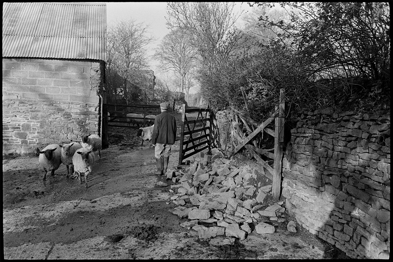 Farmyard, cattle, sheep, implements. 
[Alf Pugsley stood by a wooden gate waiting for sheep to walk into the farmyard, past a barn, at Lower Langham, Dolton. A pile of stone can be seen by the gateway.]