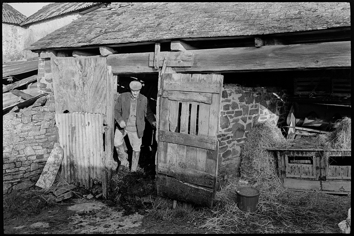 Farmyard, cattle, sheep, implements. 
[Alf Pugsley coming out of a stone barn with a slate roof and wooden beams, in the farmyard at Lower Langham, Dolton.]