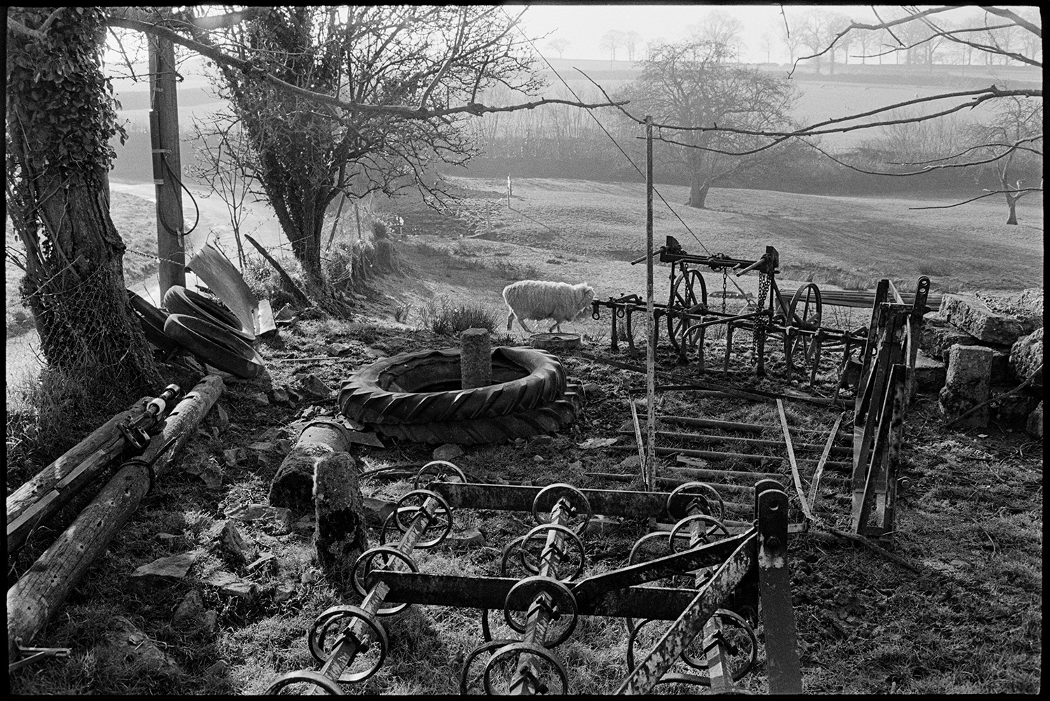 Farmyard, cattle, sheep, implements. 
[Old farm machinery, including a harrow and old tractor tyres in a field at Lower Langham, Dolton. A sheep is walking past the machinery.]