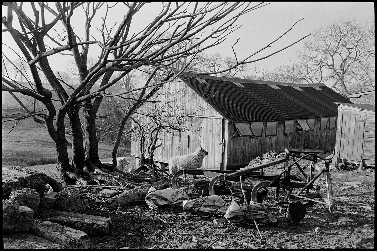 Farmyard, cattle, sheep, implements. 
[A sheep by old farming machinery, including a harrow, and a large wooden poultry house with windows, in a field at Lower Langham, Dolton.]