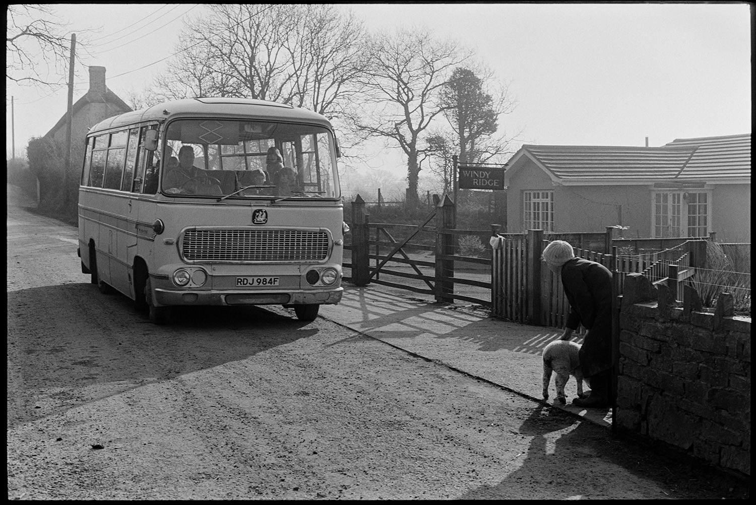 School bus, woman walking dogs. 
[The school bus picking up children outside Windy Ridge at Upcott, Dolton. Evelyn Folland is stood by the side of the road with a lamb.]