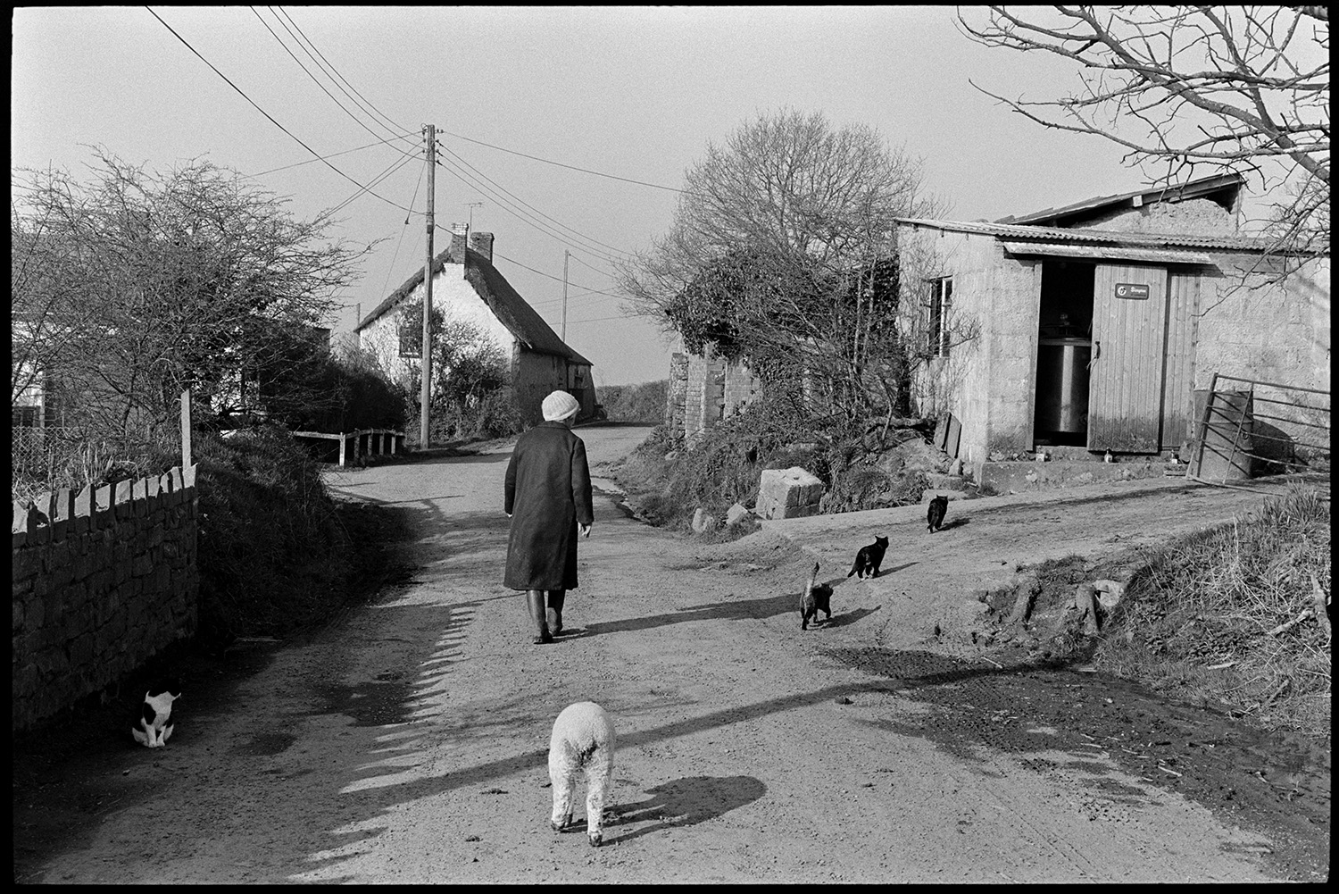 School bus, woman walking dogs. 
[Evelyn Folland walking along a lane past barns, in Upcott, Dolton. A lamb is following her. A cat is sat by the side of the road and three more cats are walking towards a barn. A thatched cottage can be seen in the background.]
