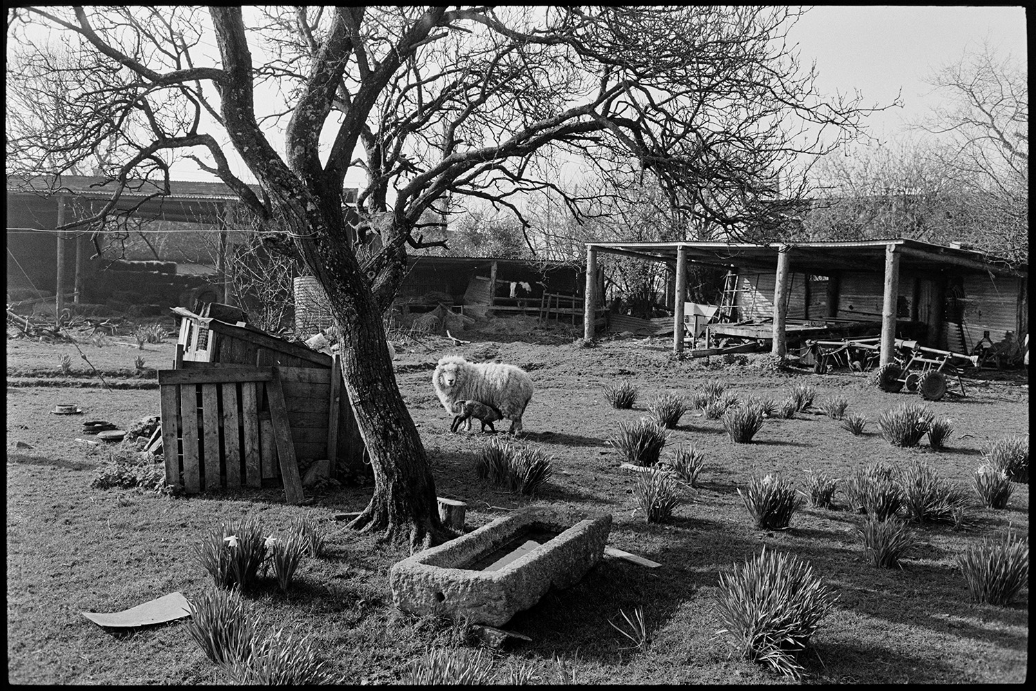Sheep and lambs in orchard with stone trough. 
[A lamb suckling from a ewe in a field with a stone trough, a tree and a wooden shed, at Upcott, Dolton. Various items of farm machinery can be seen under a linhay in the background.]