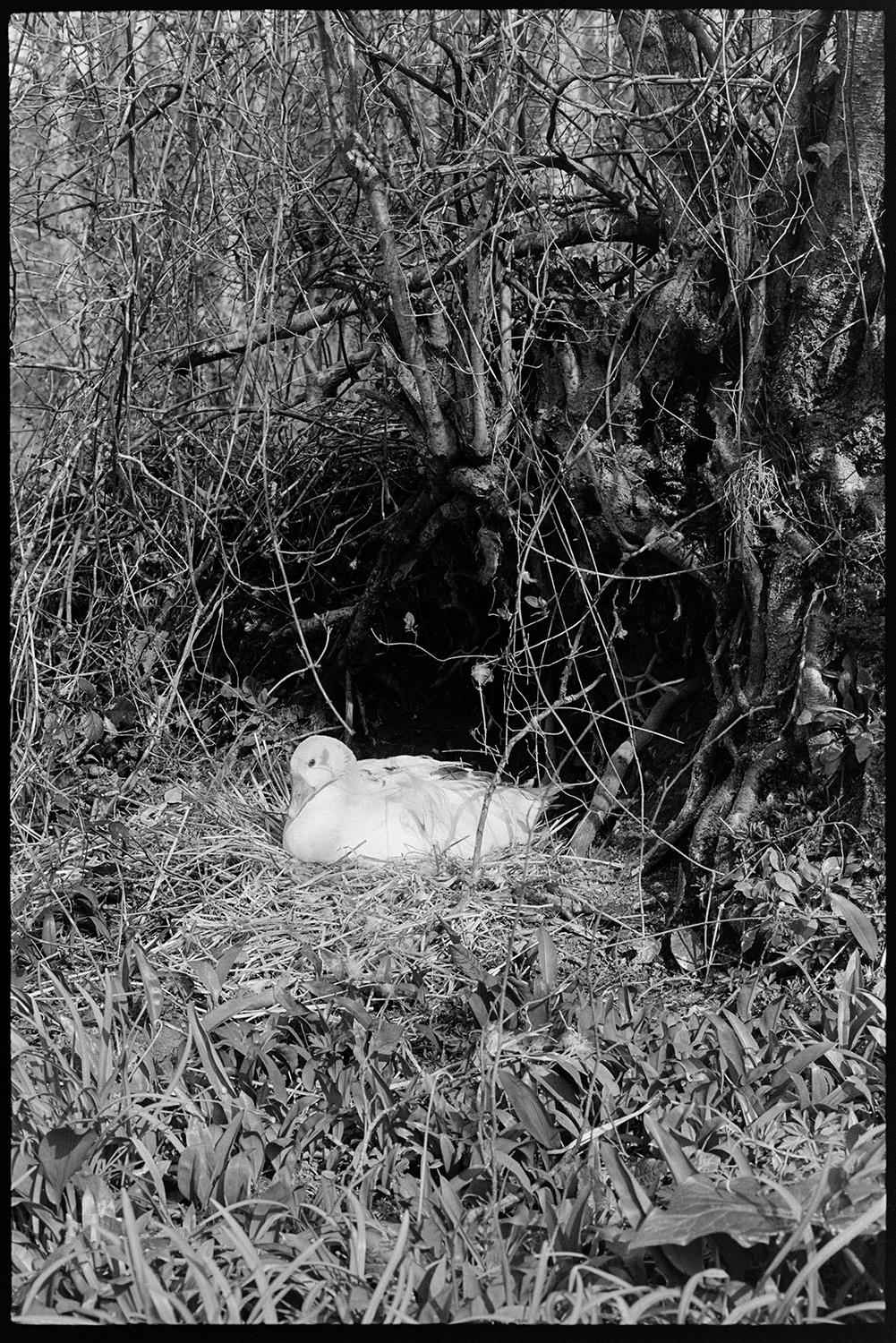 Goose sitting on nest. 
[A goose sitting on a nest by a tree and undergrowth at Millhams, Dolton.]