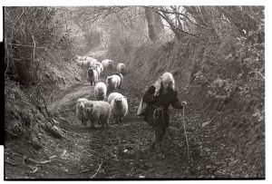 Jo Curzon and her flock by James Ravilious