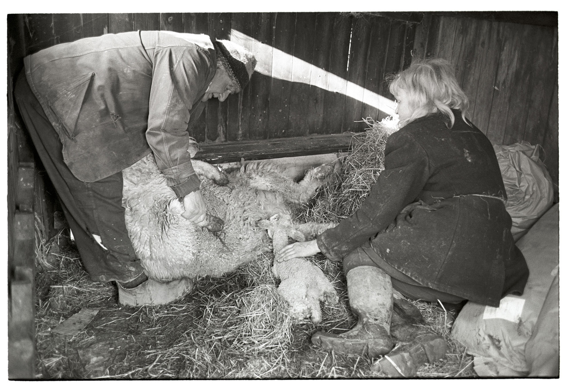 Farmers trying to make lamb take to ewe in shed. 
[Jo Curzon and Archie Parkhouse trying to make a lamb suckle from a ewe in a shed at Millhams, Dolton.]