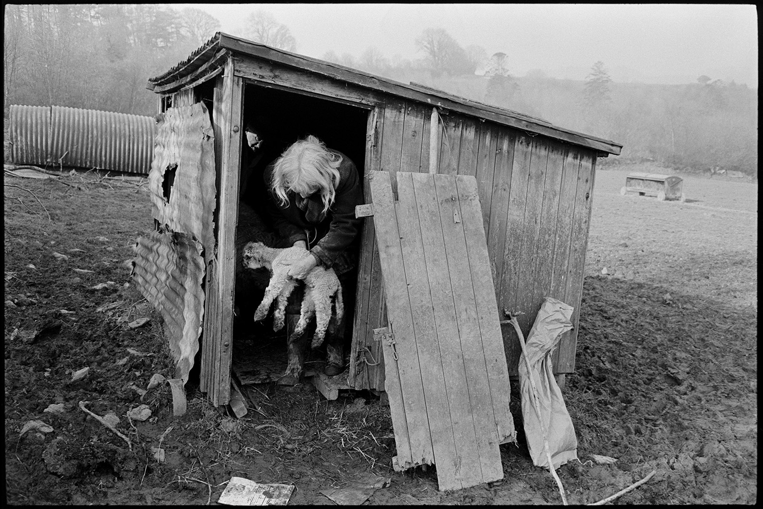 Farmers trying to make lamb take to ewe in shed. 
[Jo Curzon holding a lamb and walking out of a wooden and corrugated iron shed, in a field at Millhams, Dolton. Another corrugated iron shed and a hay feeder can be seen in the background.]