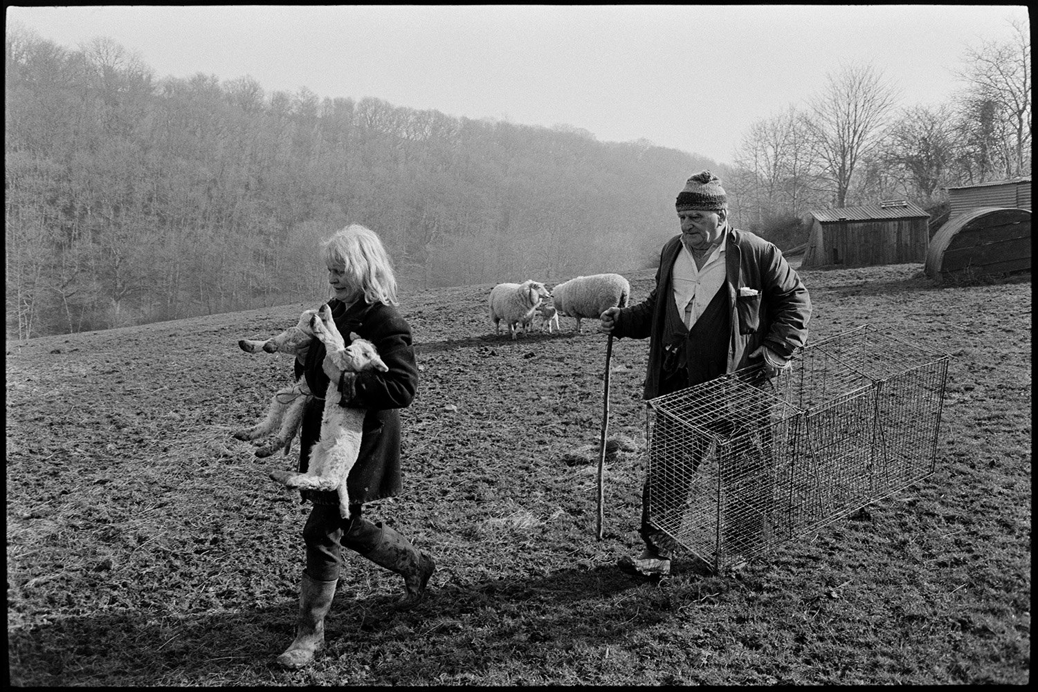Farmers trying to make lamb take to ewe in shed. 
[Jo Curzon and Archie Parkhouse walking across a field at Millhams. Jo Curzon is carrying to lambs while Archie Parkhouse is holding a wire cage. Sheds and ewes with their lambs can be seen in the background.]