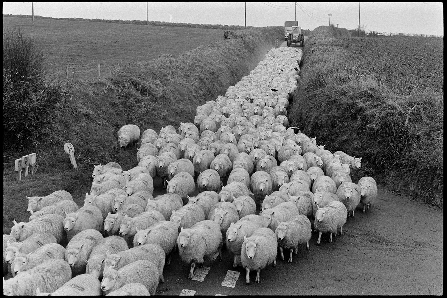 Flock of sheep in road and going through village, lorry waiting surrounded. 
[A flock of sheep being driven along a road by a tractor, at Beaford.]